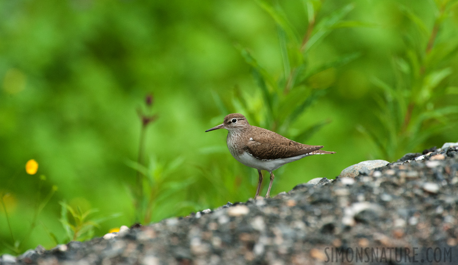 Actitis hypoleucos [550 mm, 1/400 sec at f / 8.0, ISO 3200]