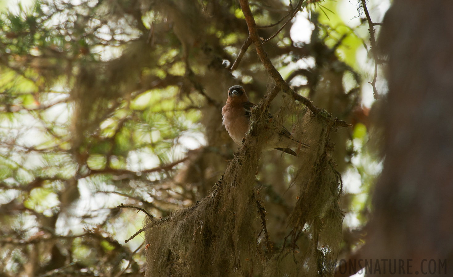 Fringilla coelebs coelebs [550 mm, 1/250 sec at f / 8.0, ISO 400]