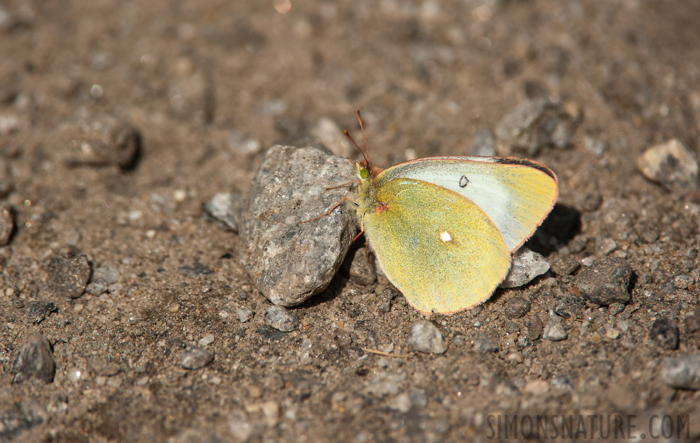 Colias palaeno palaeno [550 mm, 1/1600 sec at f / 8.0, ISO 400]