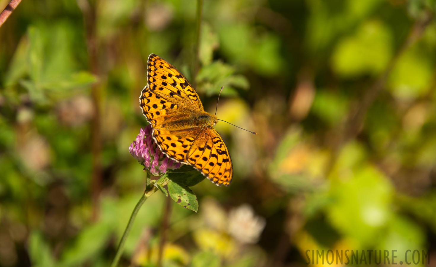 Argynnis aglaja [300 mm, 1/800 Sek. bei f / 8.0, ISO 400]