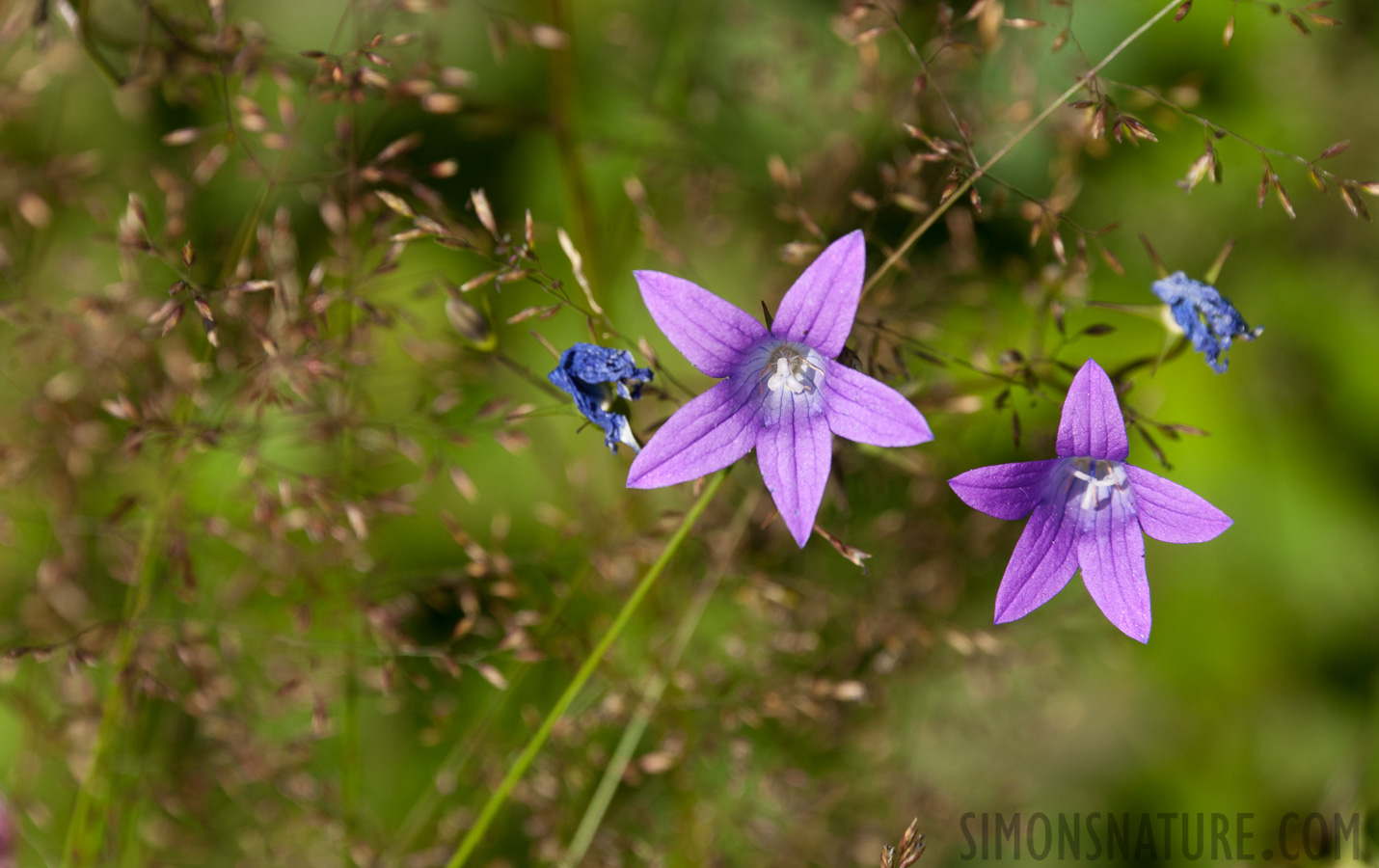 [300 mm, 1/800 sec at f / 8.0, ISO 400]