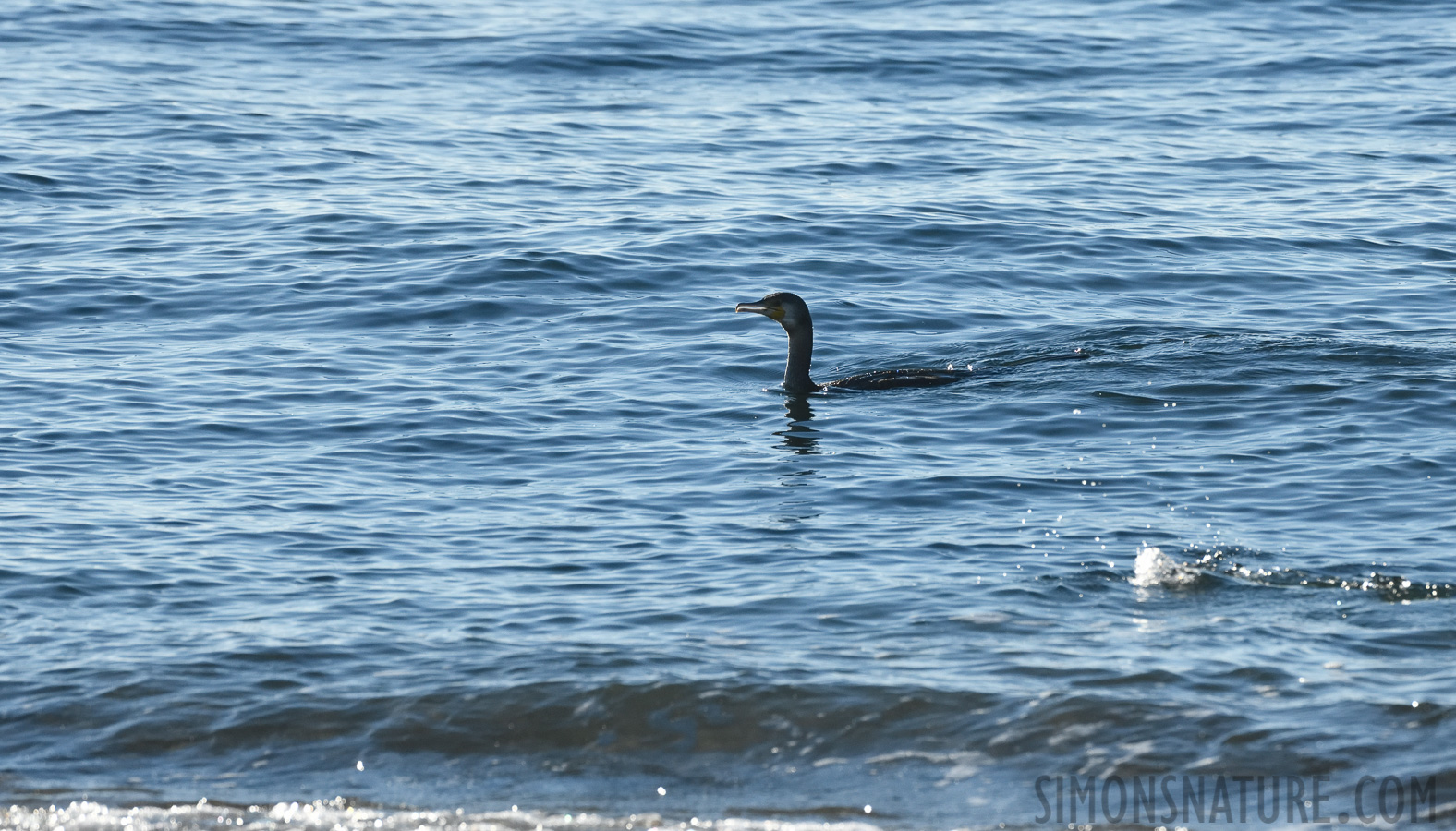 Phalacrocorax carbo sinensis [400 mm, 1/5000 Sek. bei f / 9.0, ISO 1600]