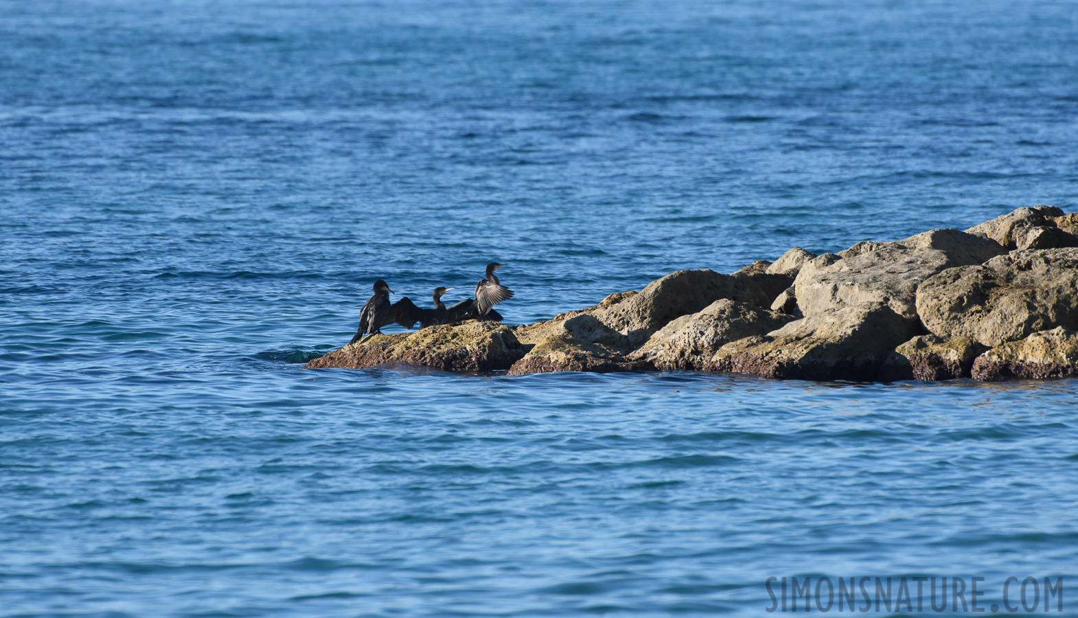 Phalacrocorax carbo sinensis [550 mm, 1/2000 sec at f / 8.0, ISO 1000]