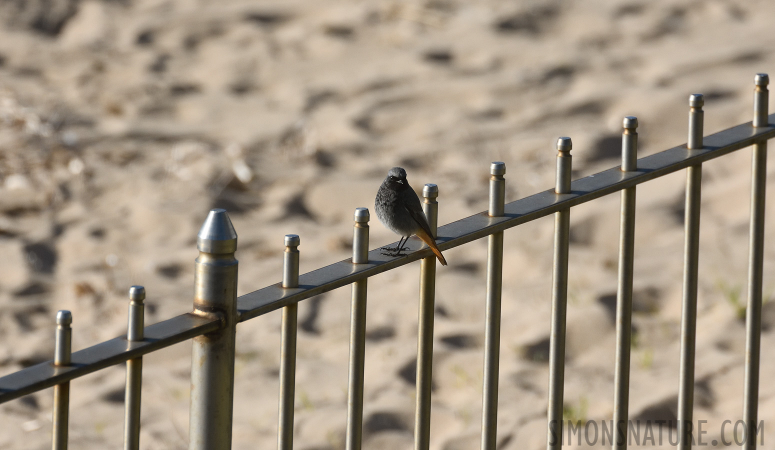 Phoenicurus ochruros aterrimus [550 mm, 1/3200 sec at f / 8.0, ISO 1000]