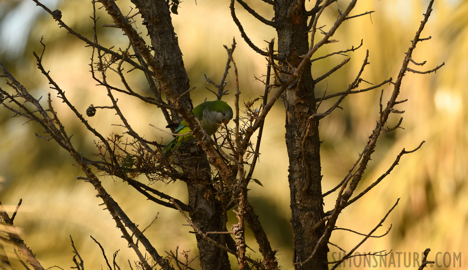 Myiopsitta monachus [550 mm, 1/1250 Sek. bei f / 8.0, ISO 1000]