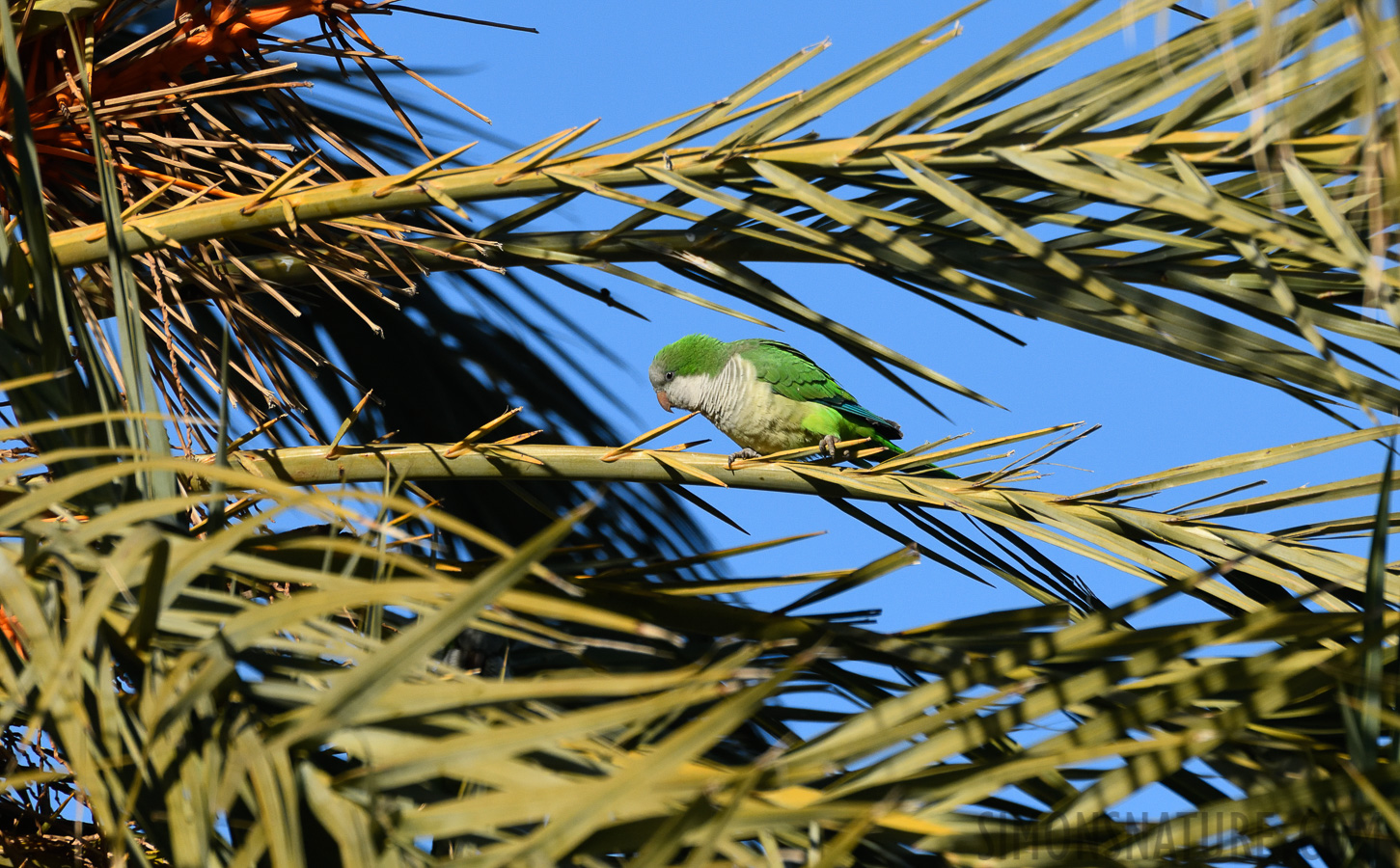 Myiopsitta monachus [550 mm, 1/2500 sec at f / 8.0, ISO 1000]