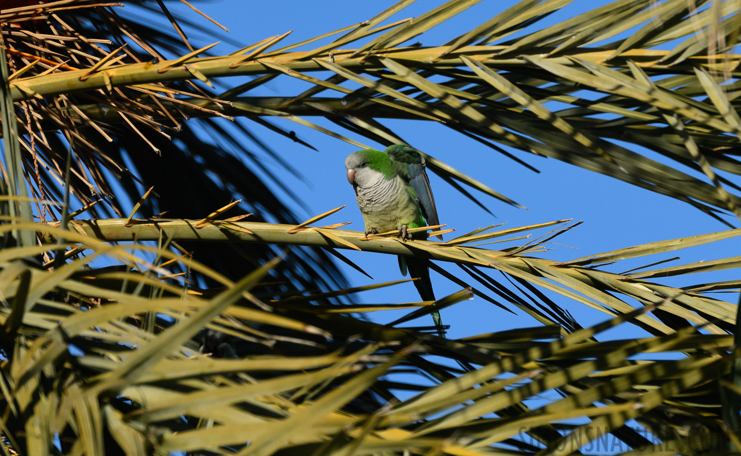 Myiopsitta monachus [550 mm, 1/3200 sec at f / 8.0, ISO 1000]