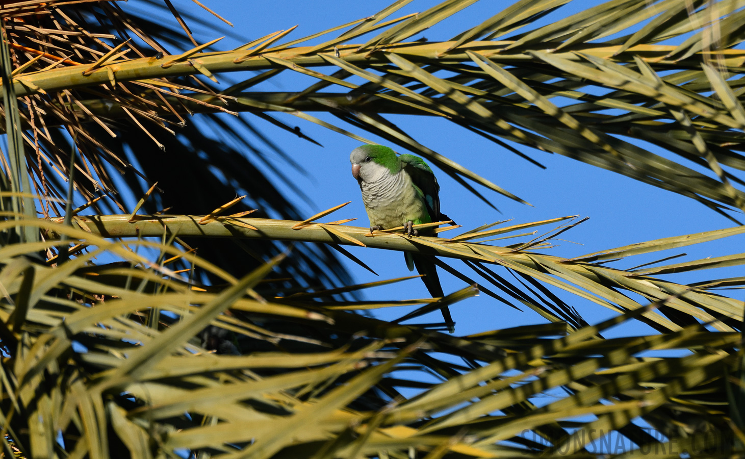 Myiopsitta monachus [550 mm, 1/3200 sec at f / 8.0, ISO 1000]