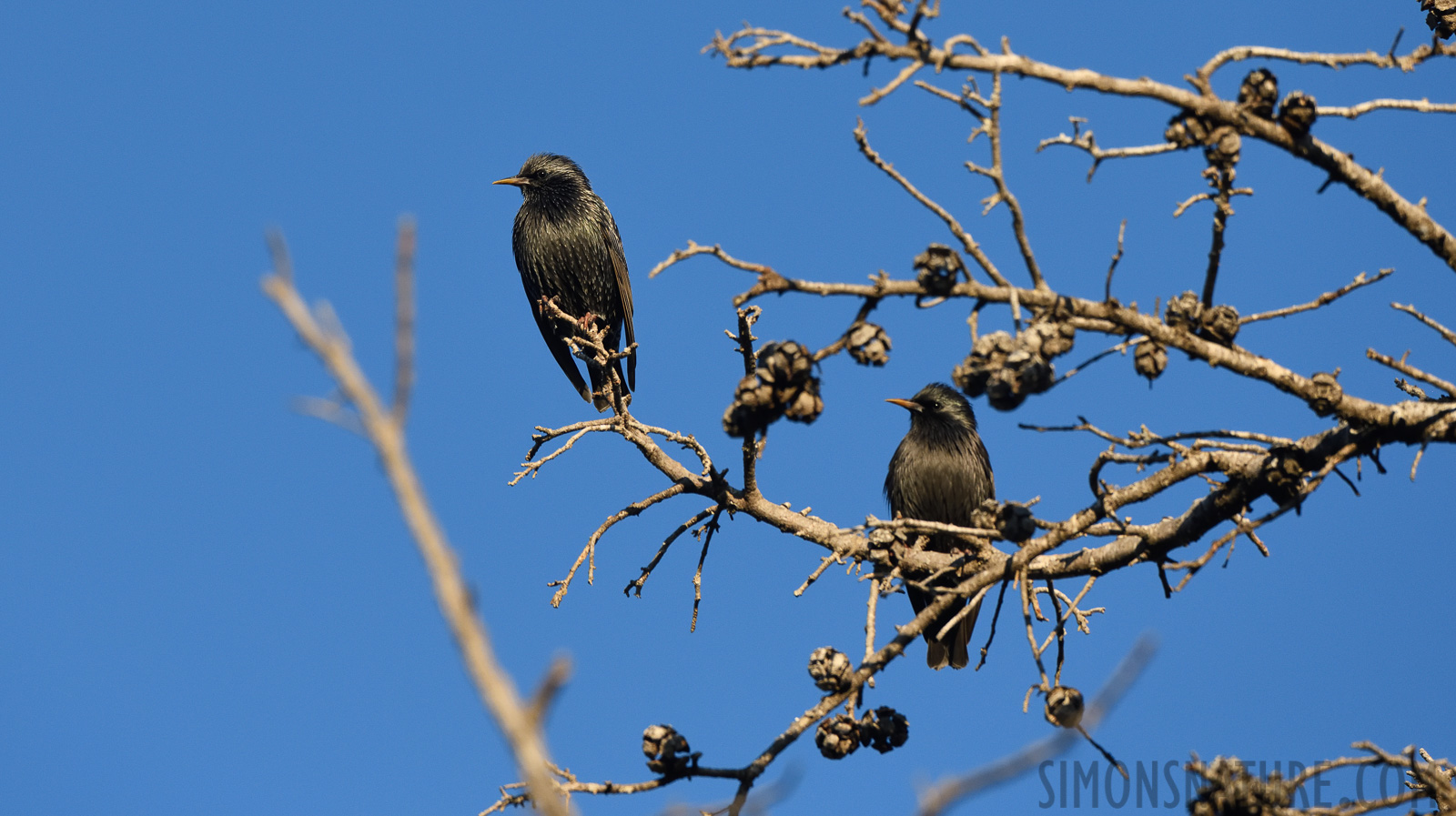 Sturnus vulgaris vulgaris [400 mm, 1/2000 sec at f / 8.0, ISO 1250]