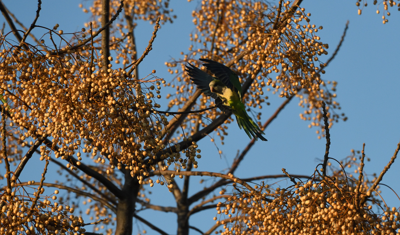 Myiopsitta monachus [400 mm, 1/3200 sec at f / 8.0, ISO 1600]