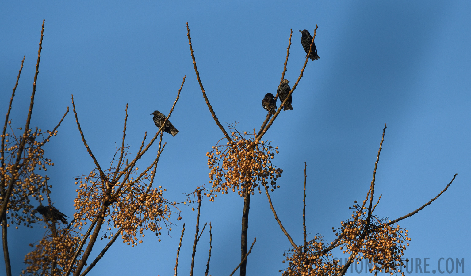 Sturnus vulgaris vulgaris [400 mm, 1/4000 sec at f / 8.0, ISO 1600]