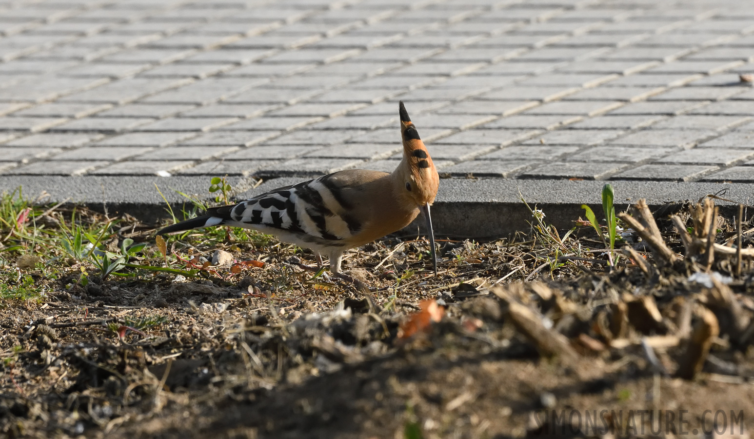 Upupa epops epops [400 mm, 1/1600 Sek. bei f / 10, ISO 1600]