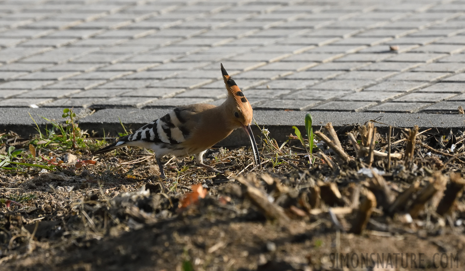 Upupa epops epops [400 mm, 1/1600 sec at f / 10, ISO 1600]