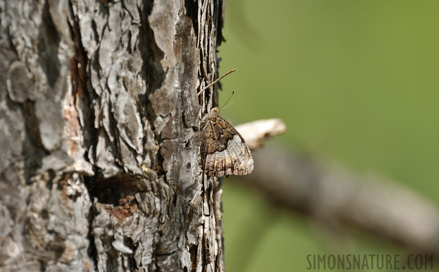 Hipparchia fagi [550 mm, 1/800 sec at f / 9.0, ISO 1600]