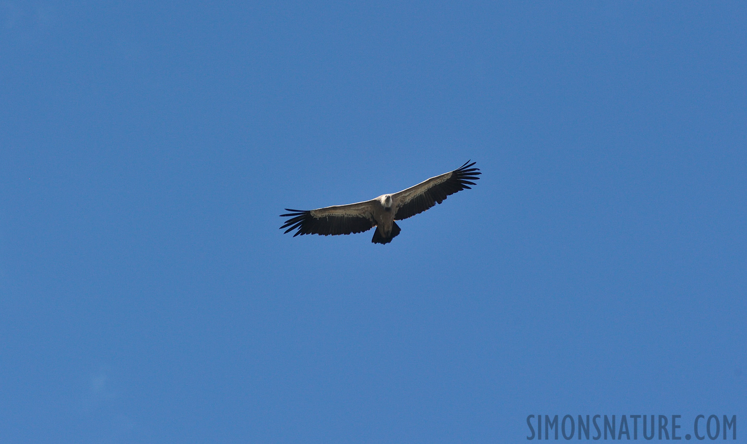 Gyps fulvus fulvus [550 mm, 1/2500 sec at f / 9.0, ISO 1600]