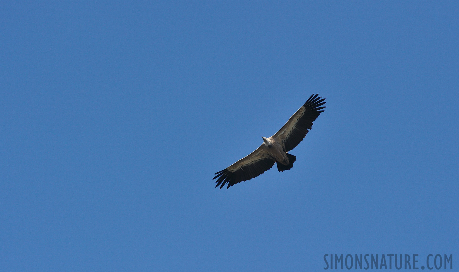 Gyps fulvus fulvus [550 mm, 1/2500 Sek. bei f / 9.0, ISO 1600]