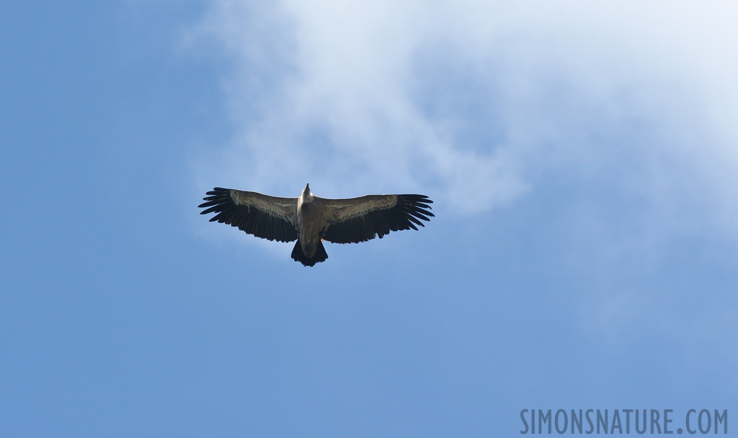 Gyps fulvus fulvus [550 mm, 1/2000 Sek. bei f / 9.0, ISO 1600]