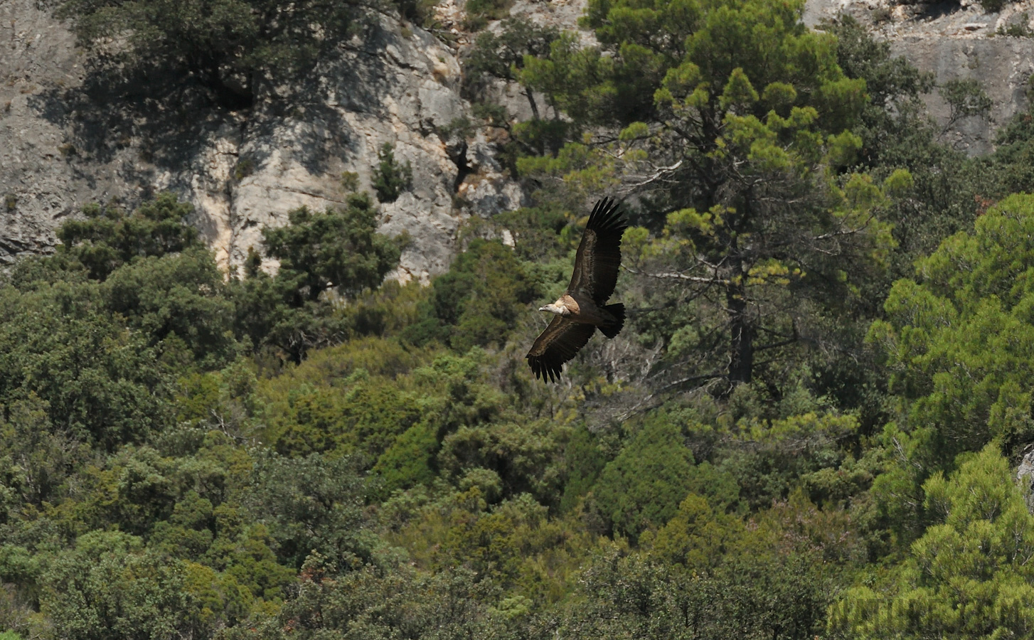 Gyps fulvus fulvus [550 mm, 1/4000 Sek. bei f / 9.0, ISO 1600]