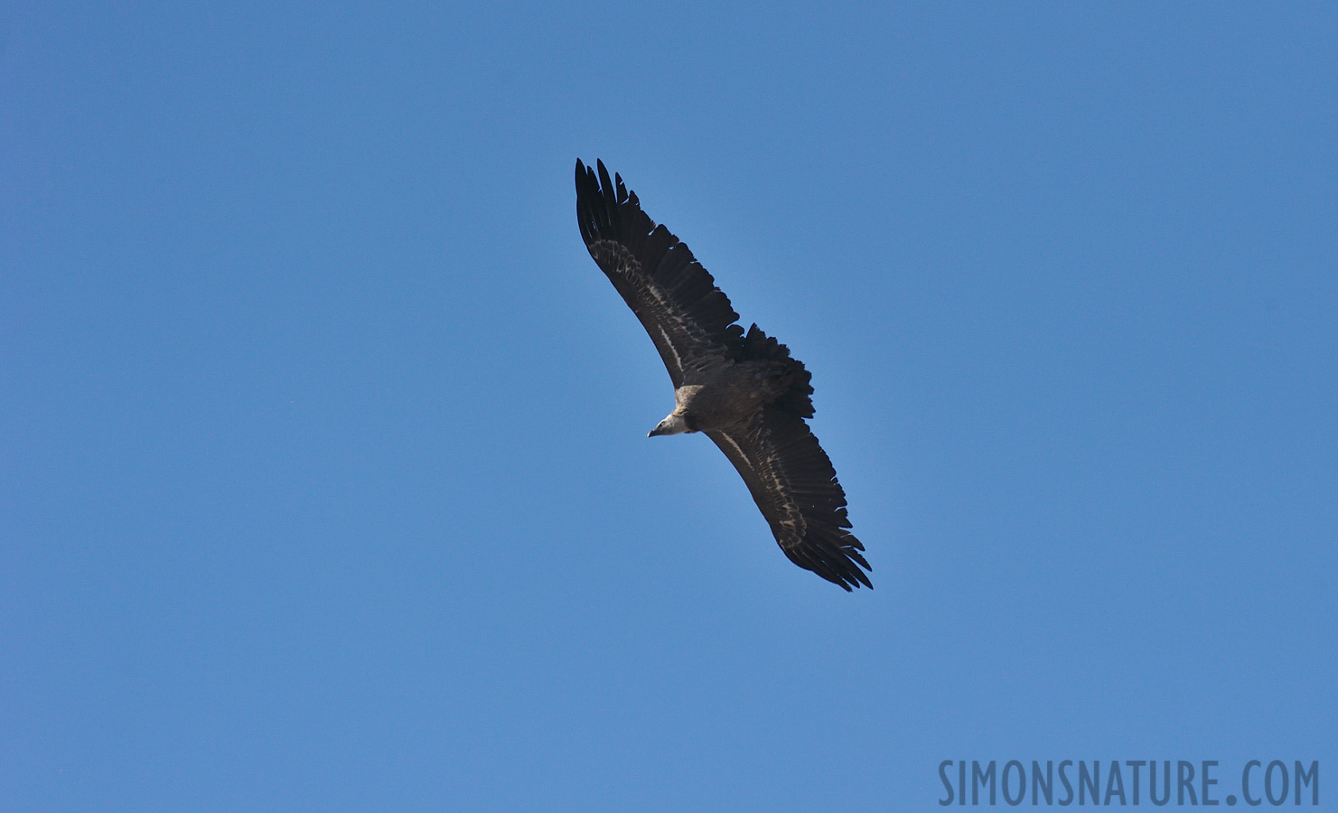 Gyps fulvus fulvus [550 mm, 1/4000 Sek. bei f / 8.0, ISO 1600]