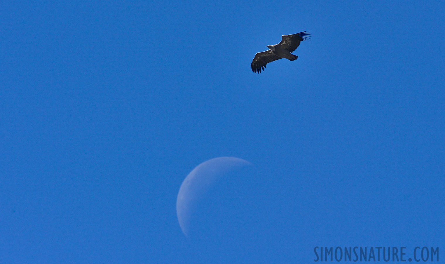 Gyps fulvus fulvus [550 mm, 1/1250 Sek. bei f / 13, ISO 1600]