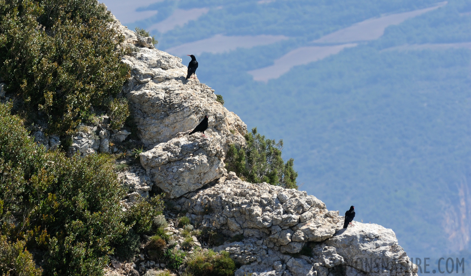 Pyrrhocorax pyrrhocorax erythroramphos [550 mm, 1/200 Sek. bei f / 14, ISO 400]