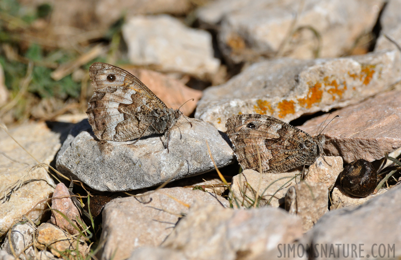 Hipparchia semele [550 mm, 1/6400 Sek. bei f / 8.0, ISO 1600]