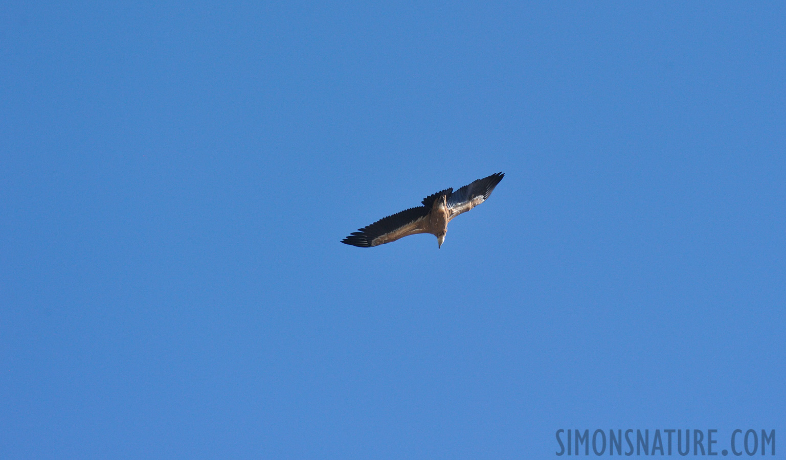 Gyps fulvus fulvus [550 mm, 1/2000 sec at f / 8.0, ISO 1600]