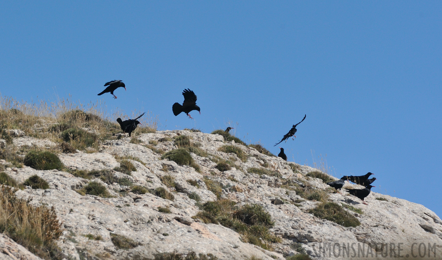 Pyrrhocorax pyrrhocorax erythroramphos [550 mm, 1/5000 sec at f / 8.0, ISO 1600]