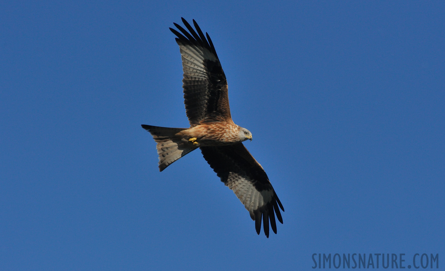 Milvus milvus [550 mm, 1/3200 Sek. bei f / 11, ISO 1600]