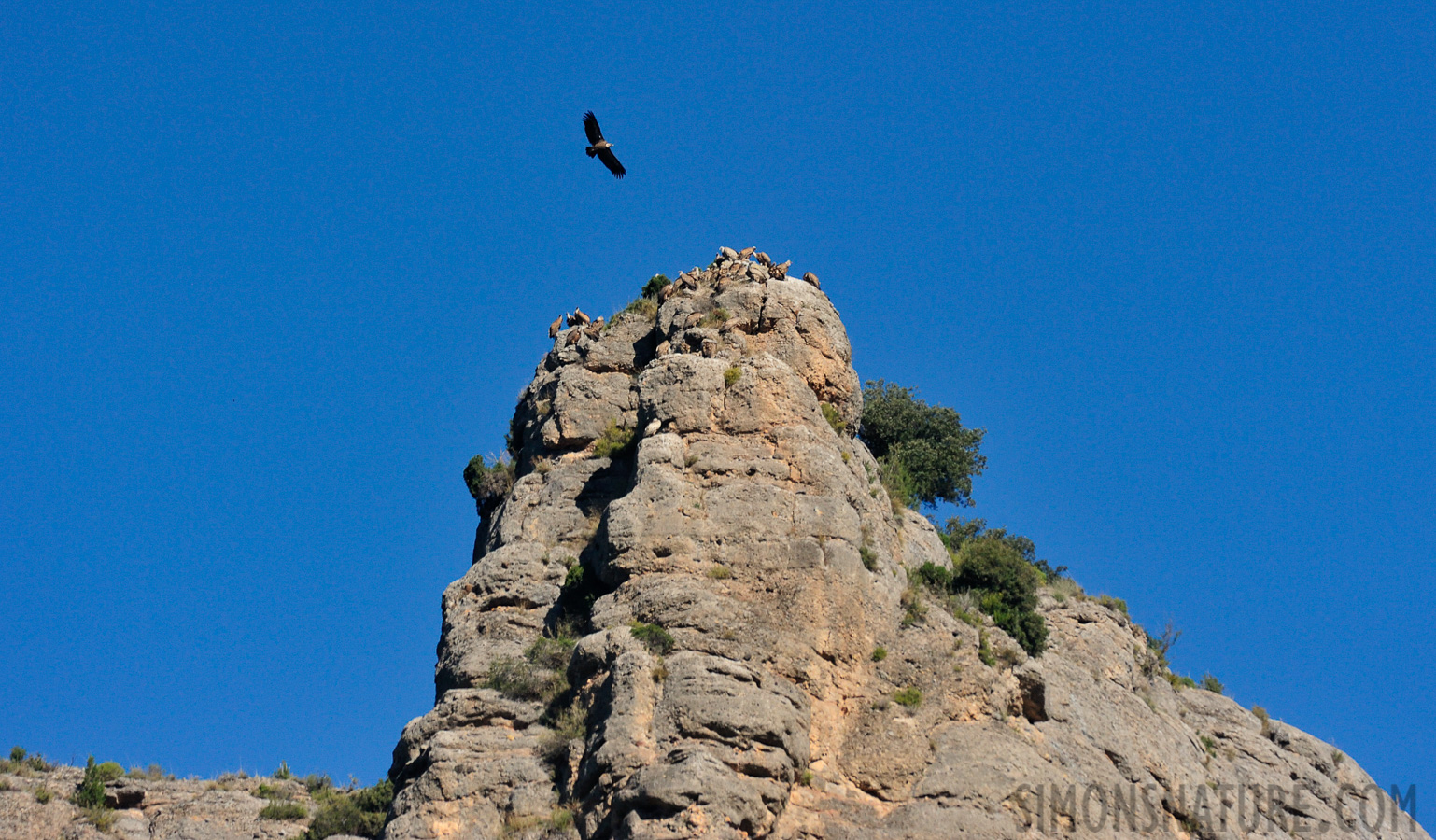 Gyps fulvus fulvus [550 mm, 1/2500 sec at f / 9.0, ISO 1600]