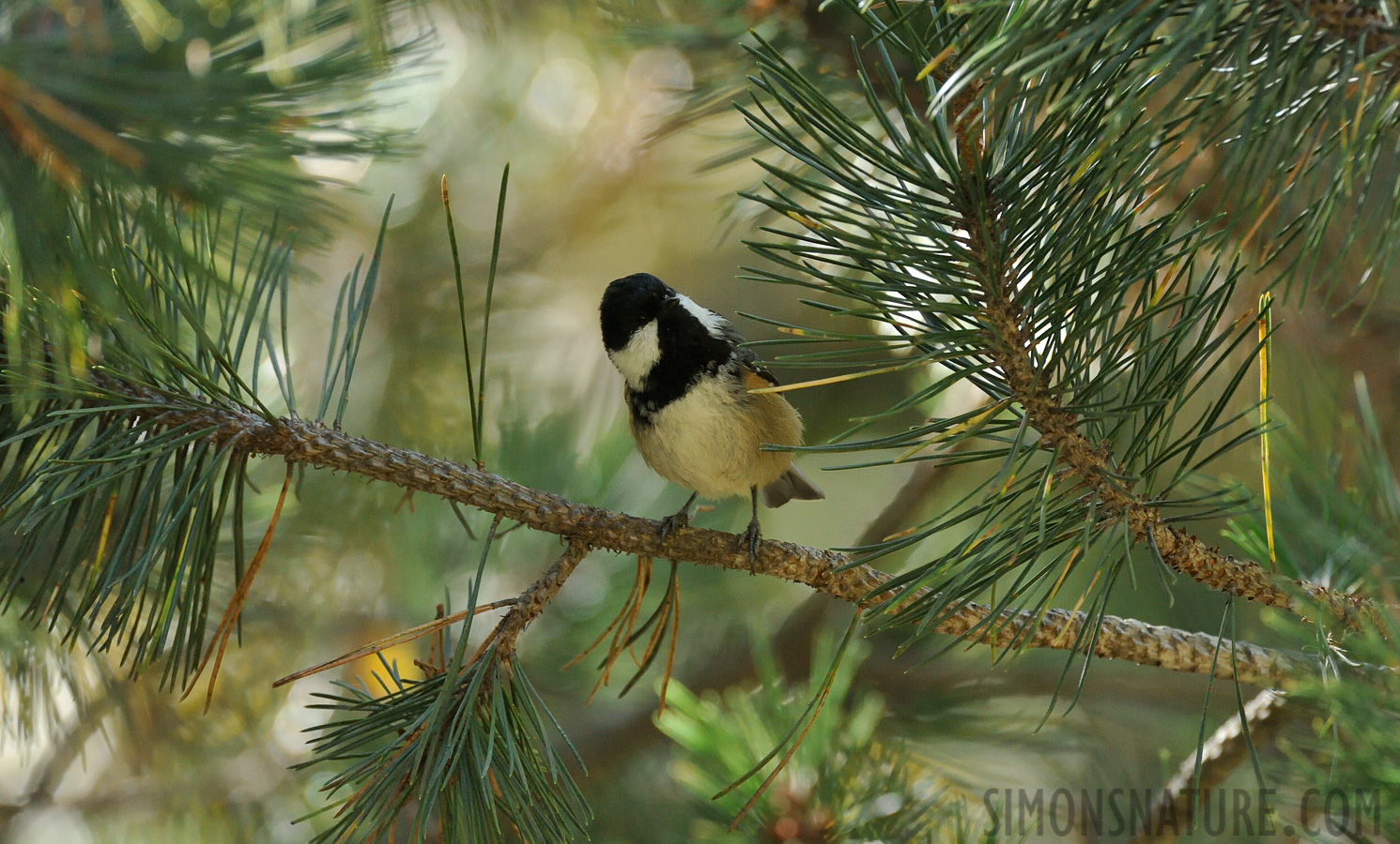 Parus major corsus [550 mm, 1/500 Sek. bei f / 8.0, ISO 3200]