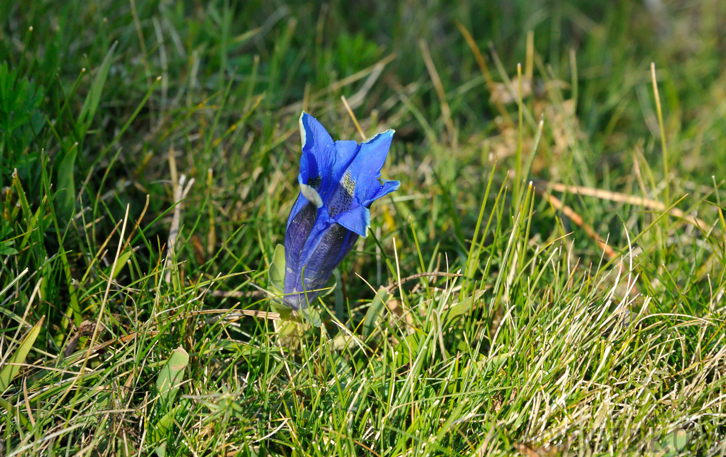 Gentiana alpina [300 mm, 1/320 Sek. bei f / 11, ISO 1600]