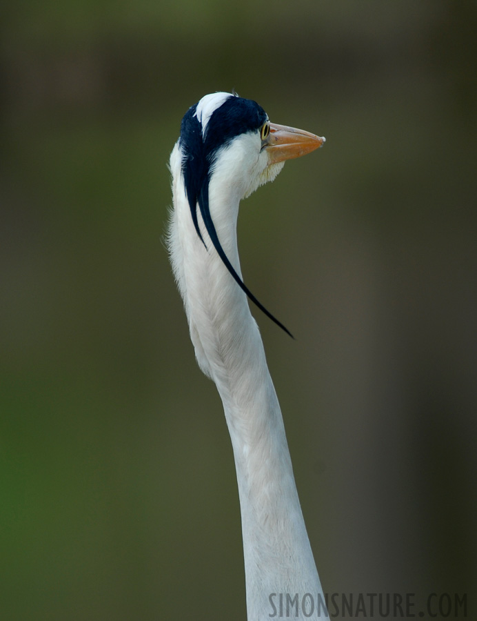 Ardea cinerea cinerea [550 mm, 1/125 sec at f / 8.0, ISO 200]