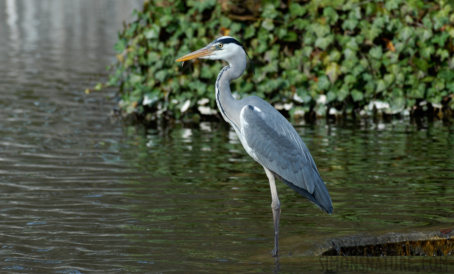 Ardea cinerea cinerea [280 mm, 1/200 sec at f / 5.6, ISO 200]