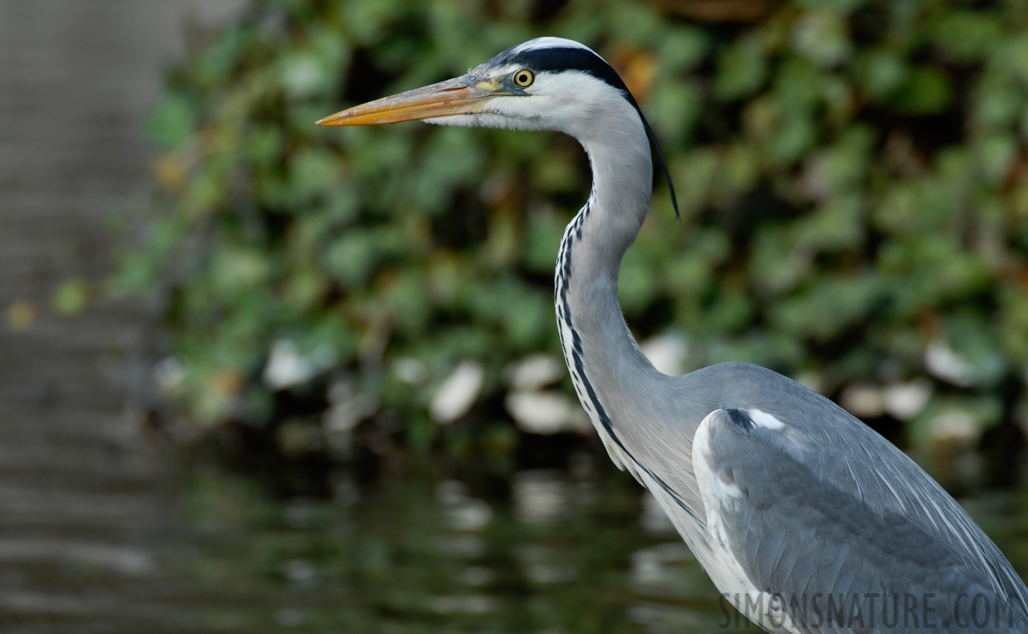 Ardea cinerea cinerea [550 mm, 1/200 sec at f / 6.3, ISO 200]