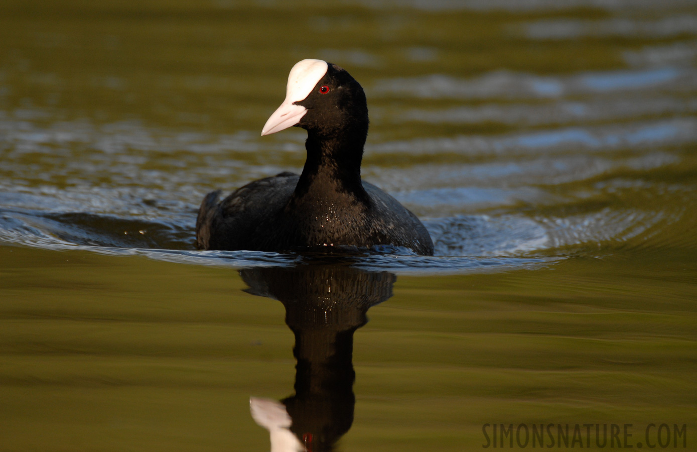 Fulica atra atra [550 mm, 1/320 Sek. bei f / 5.6, ISO 320]