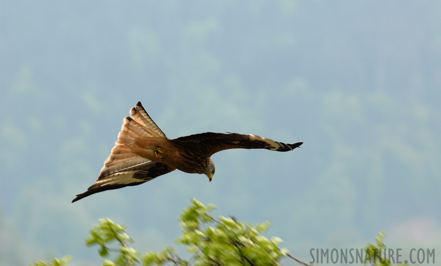 Milvus milvus [400 mm, 1/160 Sek. bei f / 9.0, ISO 200]