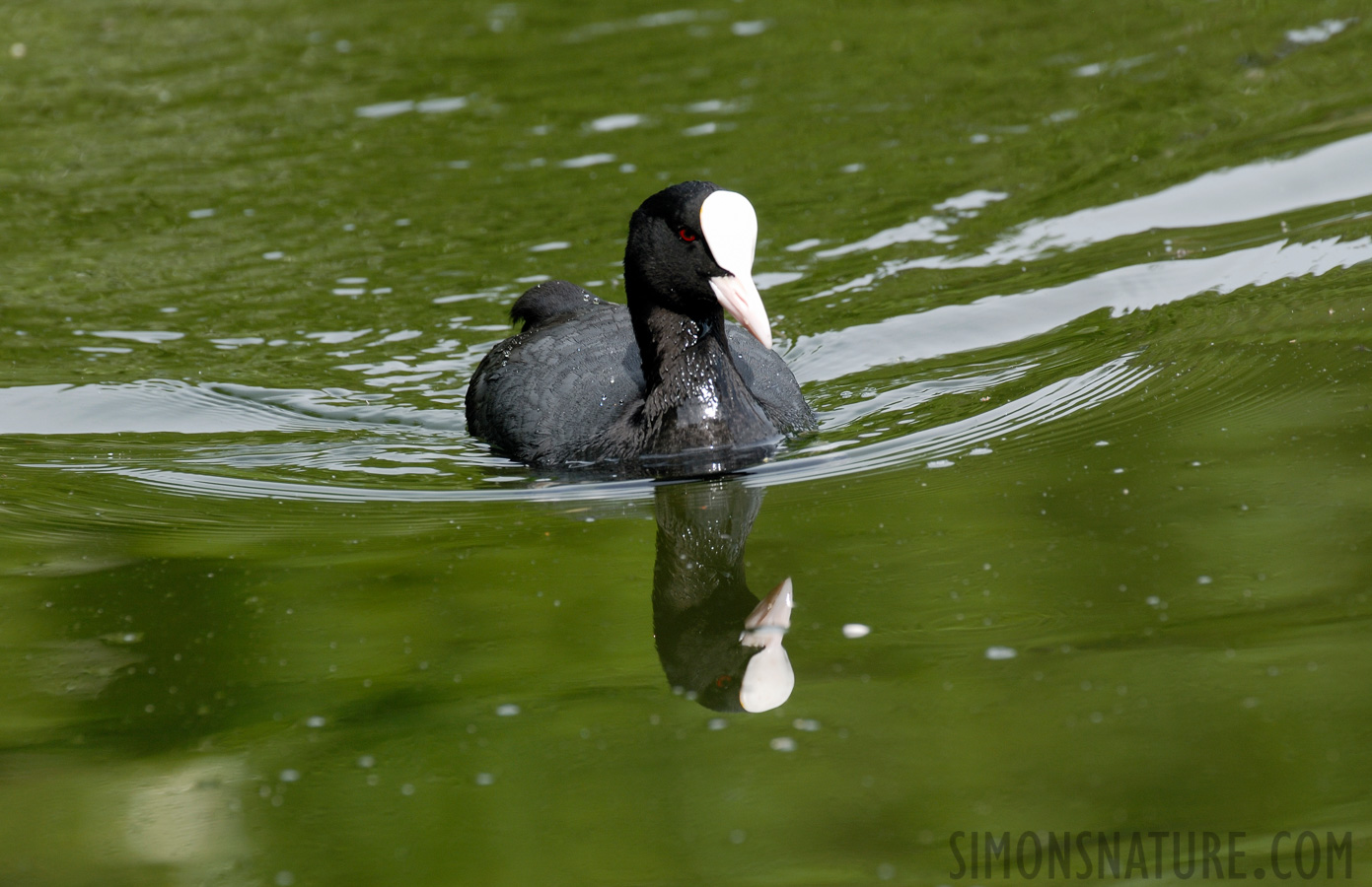 Fulica atra atra [400 mm, 1/200 sec at f / 9.0, ISO 200]