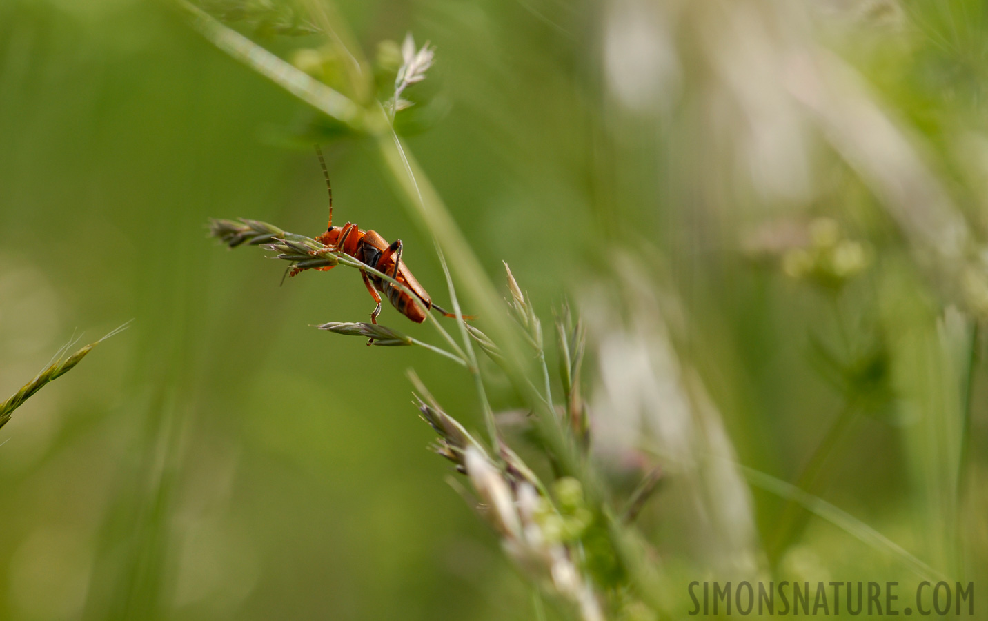 Rhagonycha fulva [105 mm, 1/320 sec at f / 8.0, ISO 200]