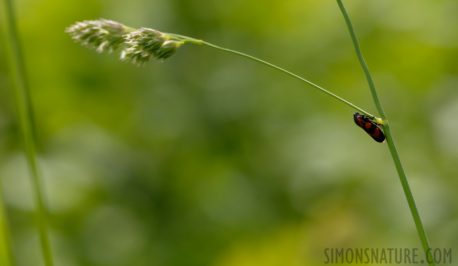 Cercopis vulnerata [105 mm, 1/250 sec at f / 8.0, ISO 200]