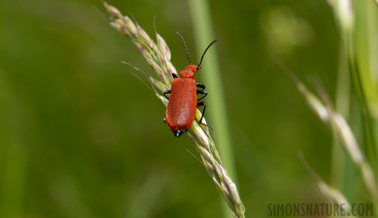 Pyrochroa serraticornis [105 mm, 1/60 sec at f / 18, ISO 200]