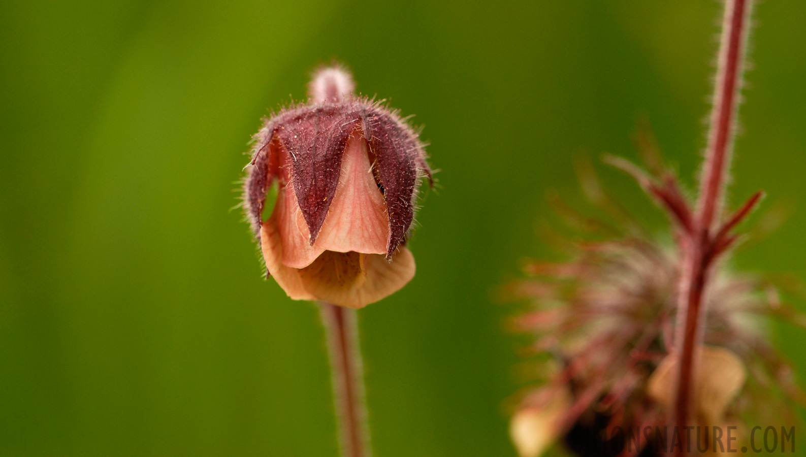 Geum rivale [105 mm, 1/160 sec at f / 7.1, ISO 200]