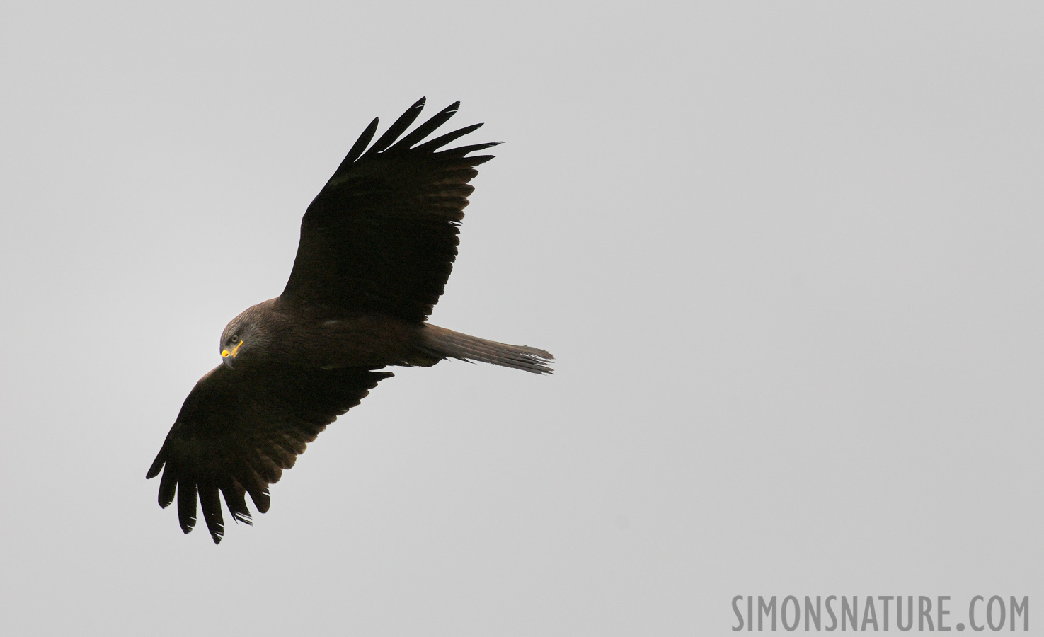 Milvus migrans migrans [550 mm, 1/1250 sec at f / 8.0, ISO 200]