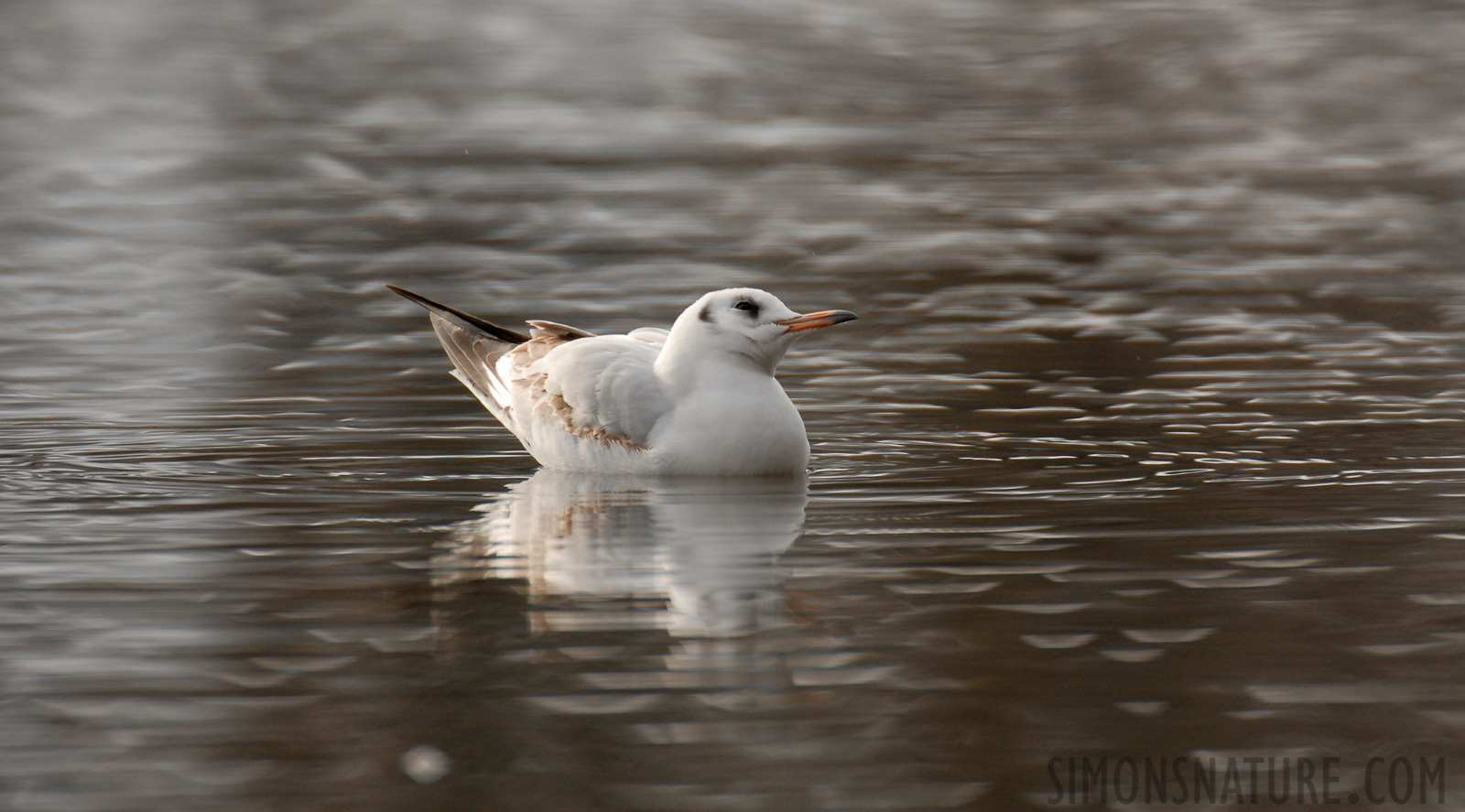 Chroicocephalus ridibundus [550 mm, 1/640 sec at f / 6.3, ISO 400]