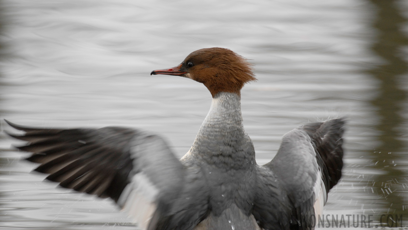 Mergus merganser merganser [550 mm, 1/160 sec at f / 6.3, ISO 400]