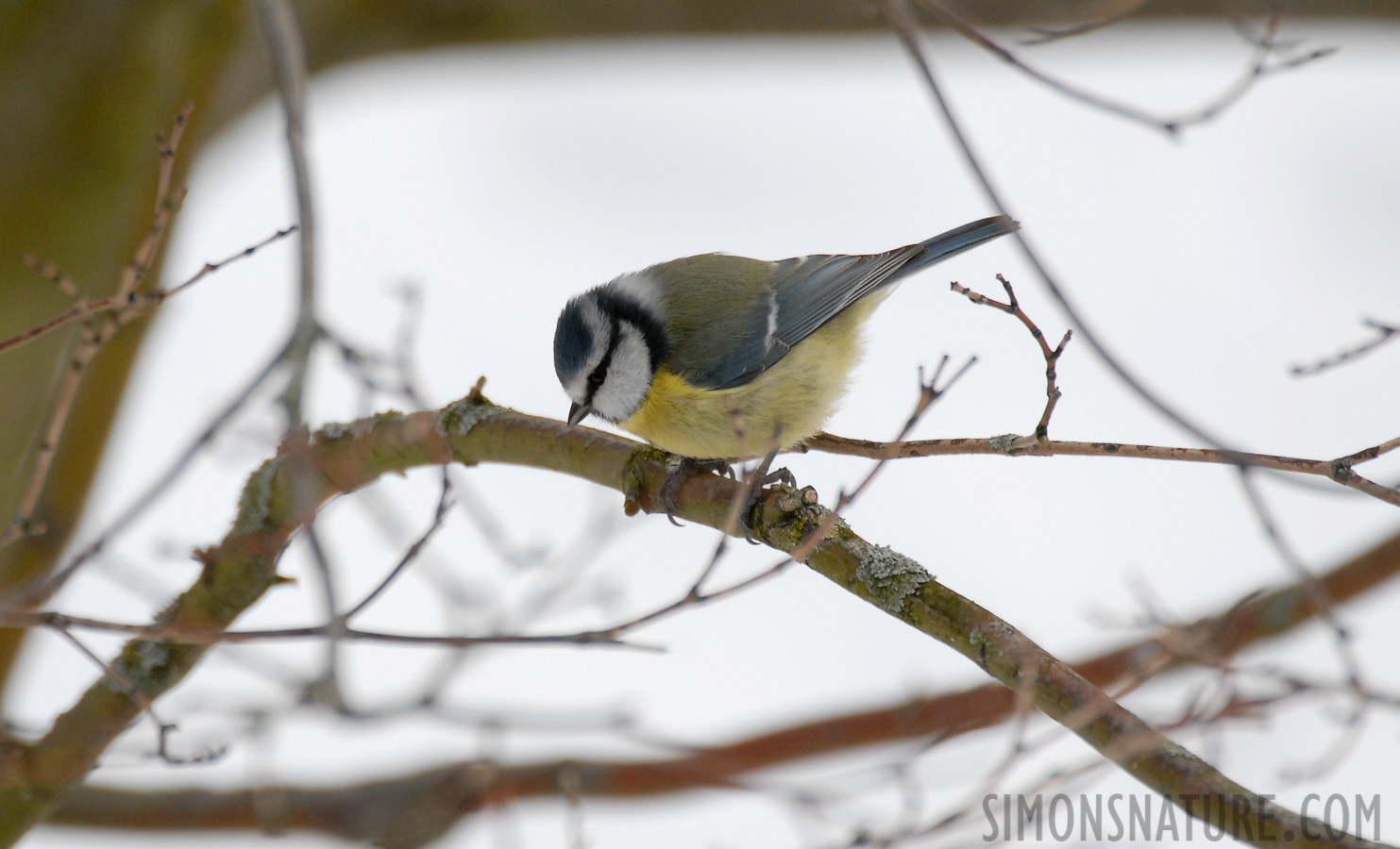 Cyanistes caeruleus caeruleus [550 mm, 1/320 sec at f / 6.3, ISO 400]