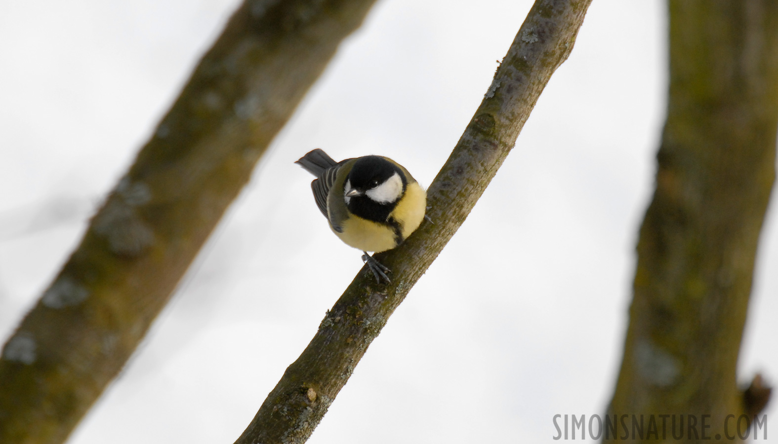 Parus major major [550 mm, 1/500 sec at f / 6.3, ISO 400]