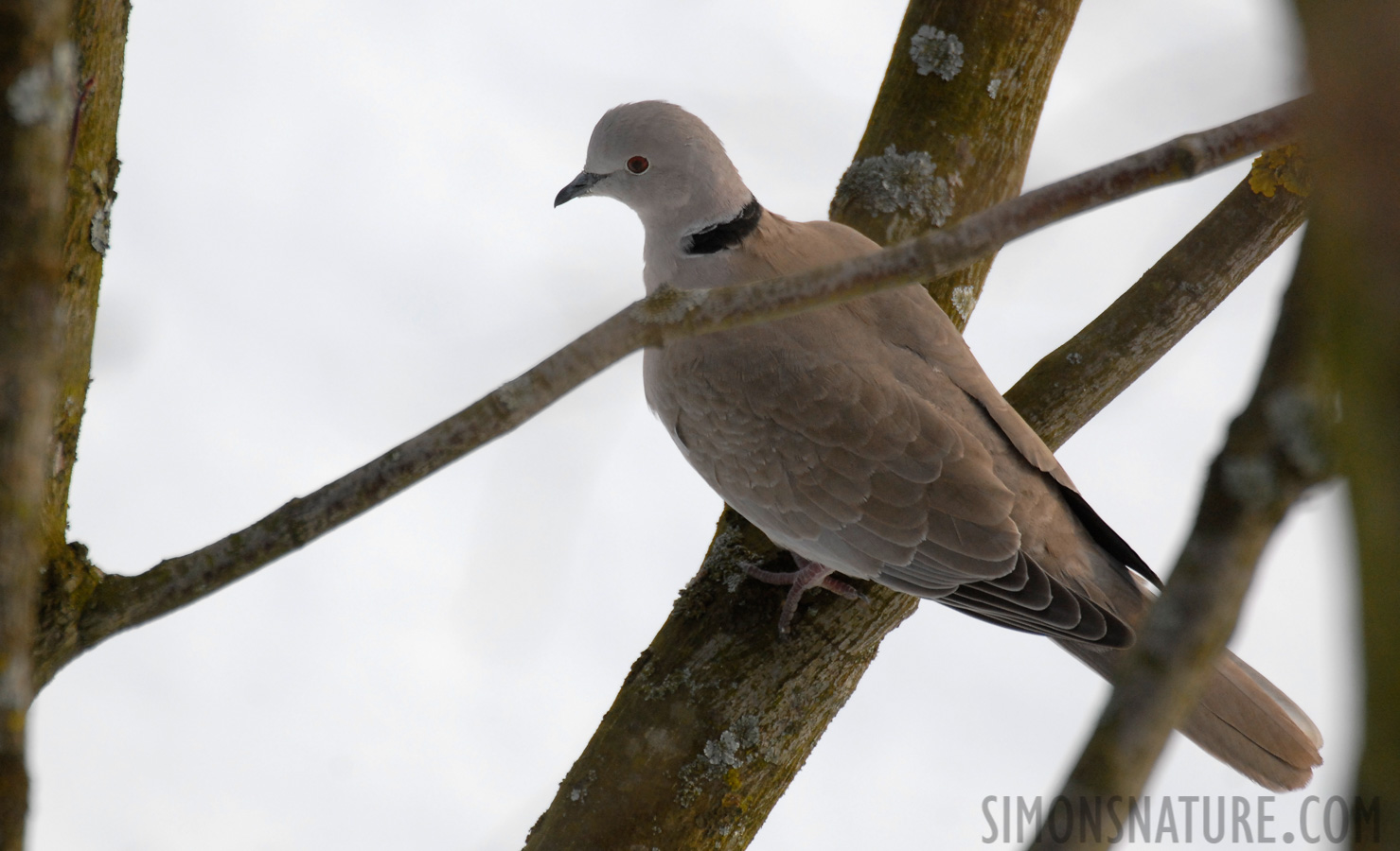 Streptopelia decaocto decaocto [550 mm, 1/640 Sek. bei f / 6.3, ISO 400]