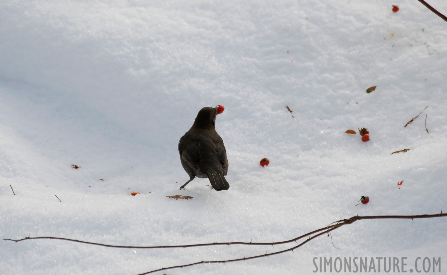 Turdus merula merula [500 mm, 1/640 sec at f / 6.3, ISO 400]