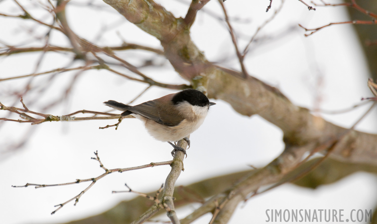 Poecile palustris palustris [500 mm, 1/350 sec at f / 6.3, ISO 400]